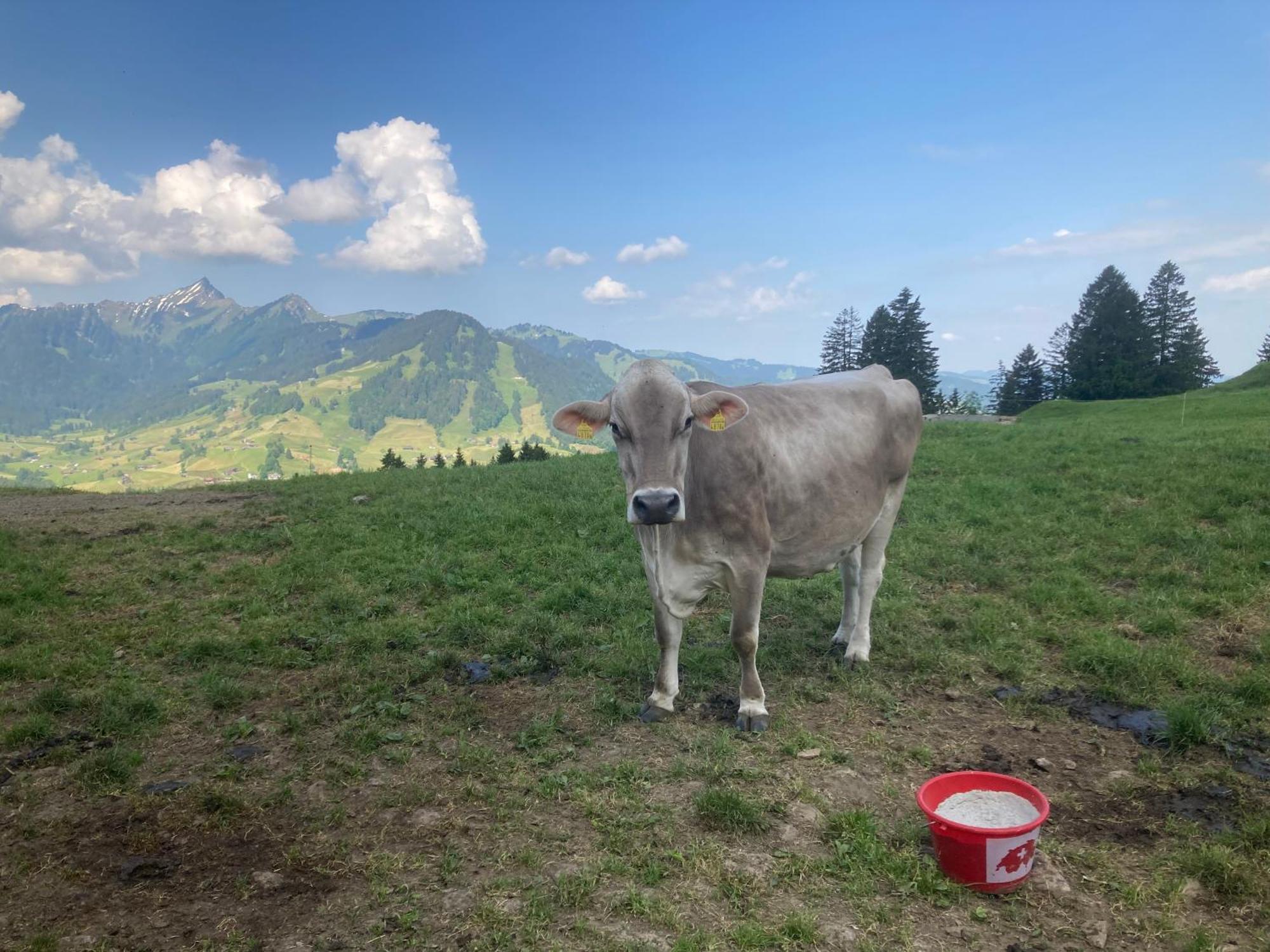 Wies Stein  Zewnętrze zdjęcie